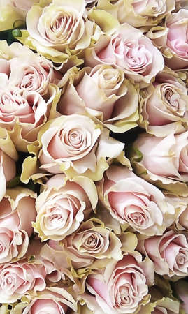 Background from pink roses.の写真素材