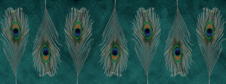 Velvet texture. Peacock feathers on a turquoise velvet background. Colorful background.の写真素材