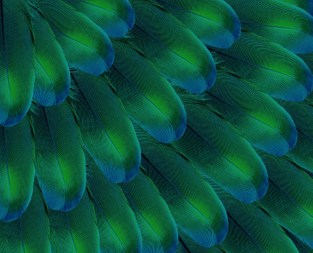 Bright abstract background of tropical bird feathers. Idea for wallpaper for phone, cards, wrapping paper and other materials.の写真素材