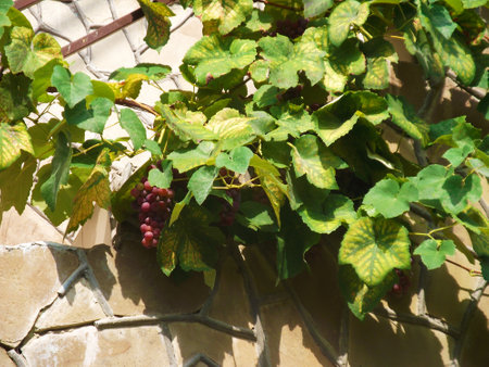 Bunches of red ripe grapes on the background of a stone wall. Wine production. Summer mood.の写真素材
