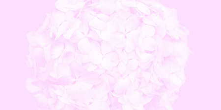 Floral pink background with hydrangia. flower close-up. Bright background for advertising, business cards or flyers.の写真素材