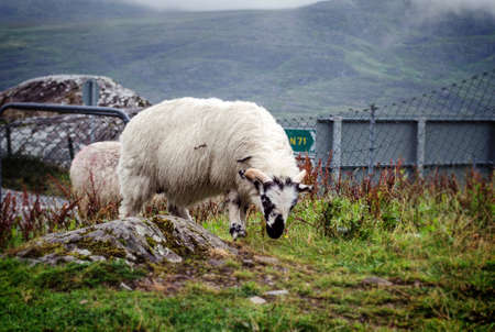 sheep の写真素材