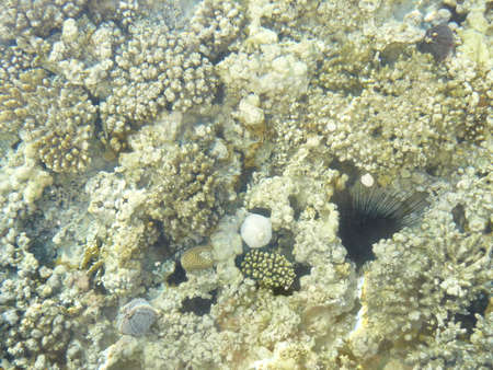 Coralsの写真素材