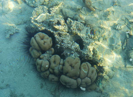 Coralsの写真素材