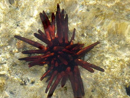 Coralsの写真素材