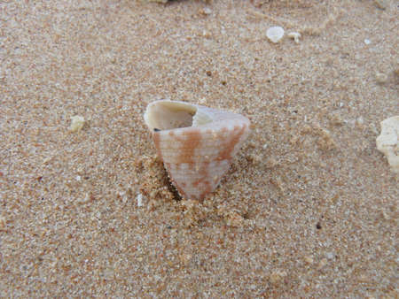 shellの写真素材