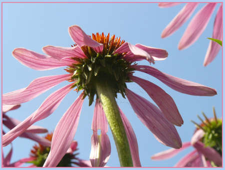 flowerの写真素材