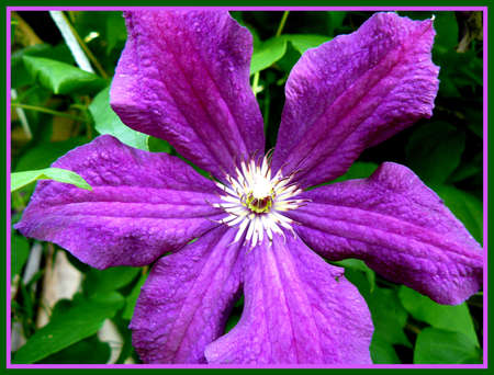 flowerの写真素材