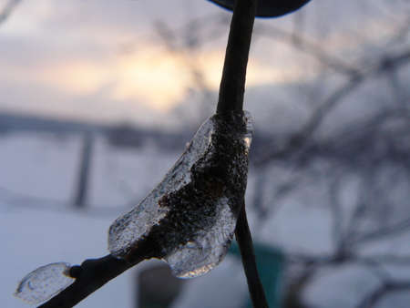 Ice on a branchの写真素材