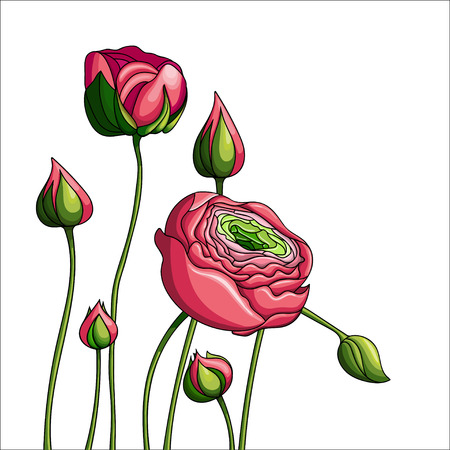 Elegance color peony on white background, vector illustrationのイラスト素材