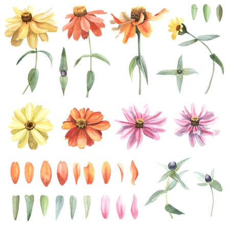 Set of watercolor hand drawn flowers calendula and leavesの写真素材
