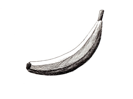 Banana monochrome illustration by linerの写真素材