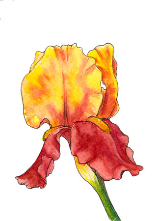 Watercolor iris flower isolated on white background. hand drawn illustrationの写真素材