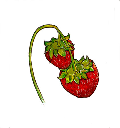 Strawberry on a white background. hand-drawn illustration.の写真素材