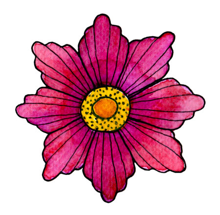 Watercolor pink cosmos flower isolated on white background.の写真素材