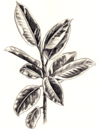 Pencil drawing of a branch of a ficus with leaves.の写真素材