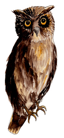 Watercolor illustration of an owl. Isolated on white background.の写真素材