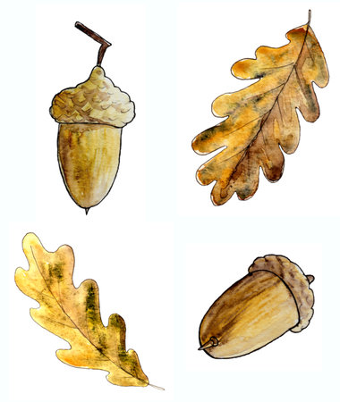 Set of watercolor oak leaves and acorns on a white backgroundの写真素材