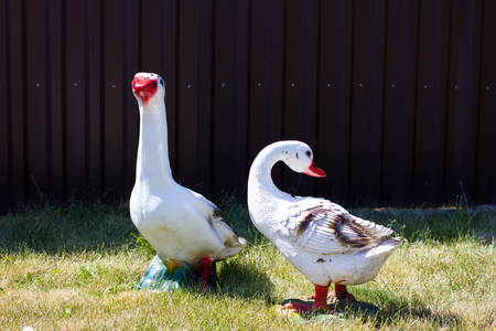 gooseの写真素材