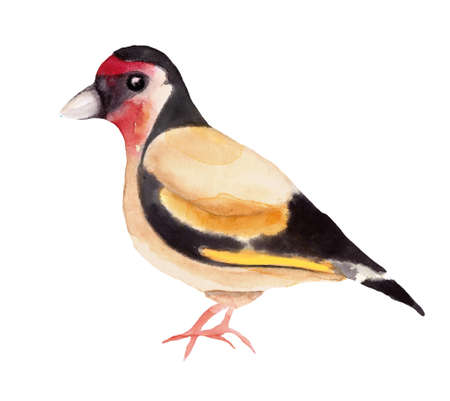 Red goldfinch watercolor illustration in beautiful style on white background. Invitation, greeting card. Colorful background. Romantic design. Isolated imageの写真素材