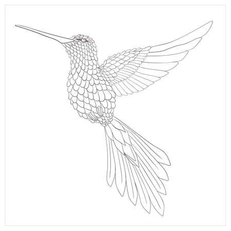 Handdrawn hummingbird illustration vector isolated in white backgroundのイラスト素材