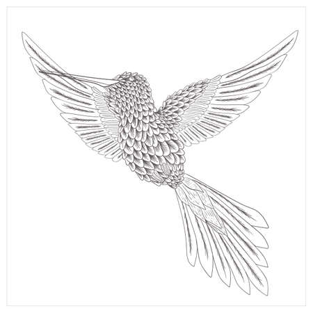 Handdrawn hummingbird illustration vector isolated in white backgroundのイラスト素材