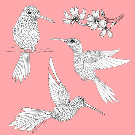 Handdrawn hummingbird and flowers illustration with solid vector isolated in pink backgroundのイラスト素材