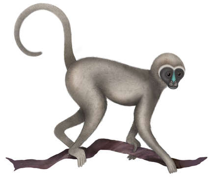 Exotic monkey drawn in vintage realistic style isolated on whiteの写真素材