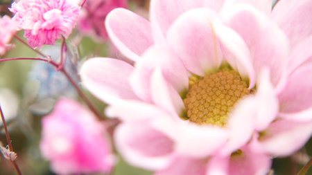 Close up Flower background with DOF.Macro Pink flower with yellow centre.Blurred beauty natural...