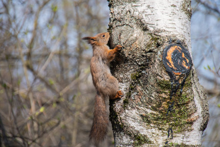 Squirrel in the park climbs a tree and drinks birch juiceの写真素材