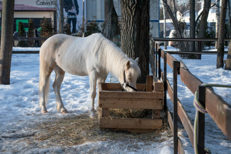 Palomino Shetland pony Close up portrait on the farm. Ponies eat from the feederの写真素材
