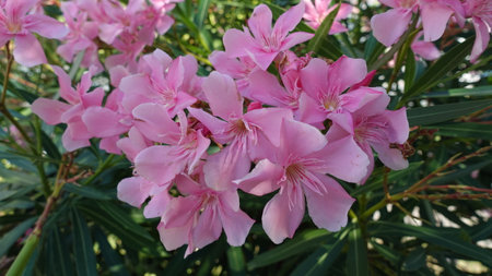 Oleander tree on a blue sky backgroundの写真素材
