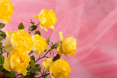 Yellow bouquet backgroundの写真素材