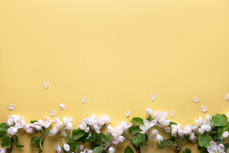 Greeting card with apple flowers on a yellow backgroundの写真素材