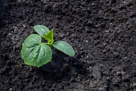 Young leaves of cucumber on black earthの写真素材
