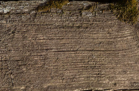 The invoice of an old wooden board with moss. Vintage backgroundの写真素材