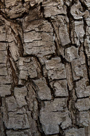 Background with texture of tree bark, deep cracks.の写真素材