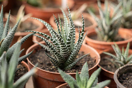 Different succulents in brown pots. Selective focusの写真素材