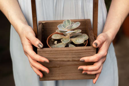 Female hands hold a pot with succulent. Close-upの写真素材
