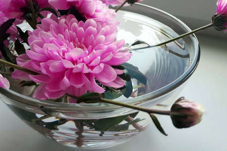 Beautiful bouquet of pink chrysanthemums in a glass vase, aquarium with water. Floristics Interior decor with chrysanthemum flowers. Two colors pink and green. Close-up of flowers.の写真素材
