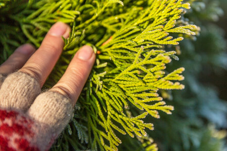 Thuja during the first frost. Frosted, white. Sunny morning. Bokeh.の写真素材