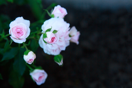 Flowers pink roses in the garden. Copy space.の写真素材