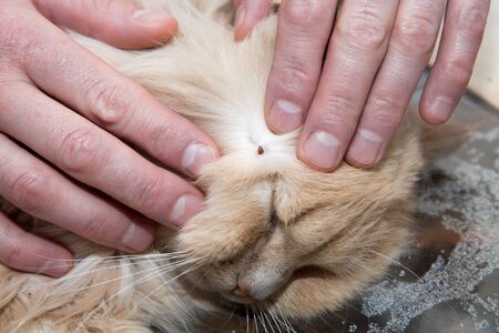 Removing a tick from cat skinの写真素材