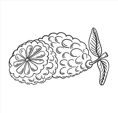 Kaffir lime exotic tropic fruit  hand drawn sketch style isolated on white background. Hand drawn tropical food illustration. Vector illustration.のイラスト素材