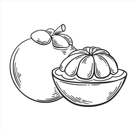 Mango Steen exotic tropic fruit  hand drawn sketch style isolated on white background. Hand drawn tropical food illustration. Vector illustration.のイラスト素材