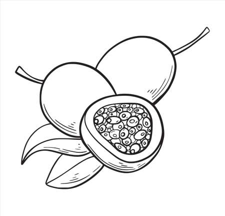 Passion fruit hand drawn sketch style isolated on white background. Hand drawn tropical food illustration. Whole and sliced maracuja. Vector illustration.のイラスト素材