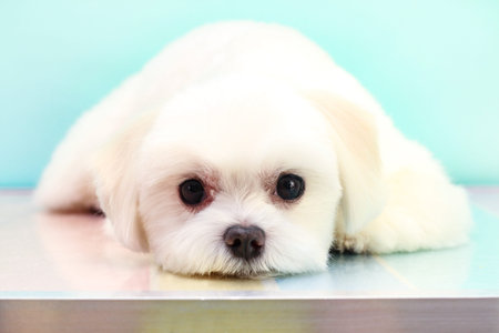 A small white dog lies on a turquoise background and dreams