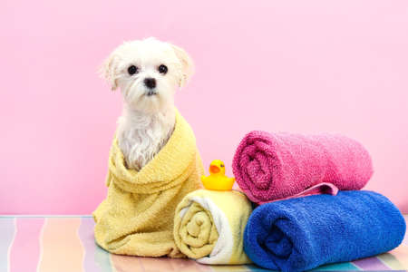 A small white dog is washed and dried with towels, which would then be trimmed.の写真素材