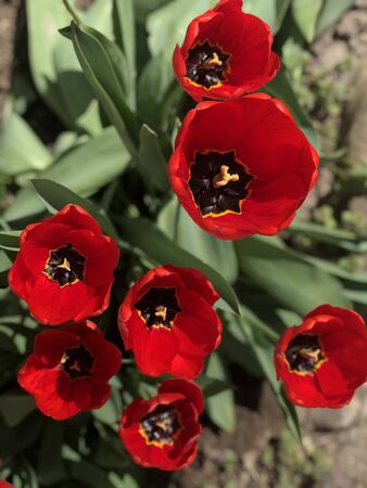 When tulips bloom you smell the springの写真素材