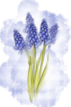 Spring blue muscari blooming flower. Common name is grape hyacinth. Watercolor hand drawn painting illustration isolated on white background.の写真素材